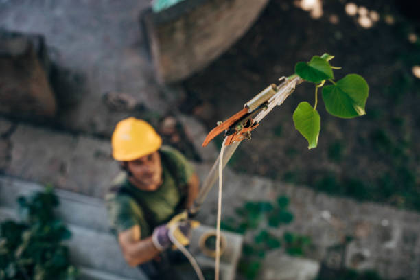 Best Tree Trimming and Pruning  in Medford, NY